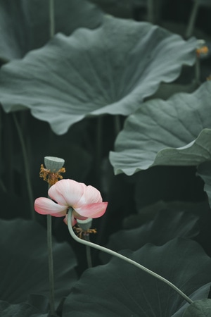 我的六月-夏季-夏天-夏日-荷花 图片素材