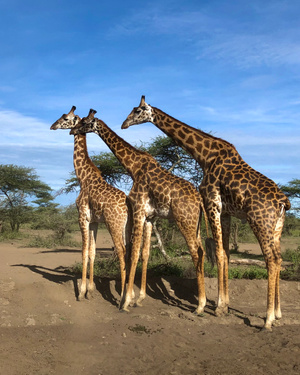 风景-手机随拍-坦桑尼亚-动物-野生动物 图片素材