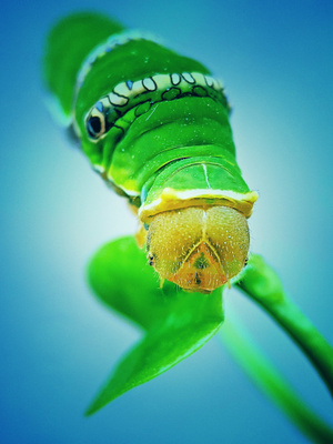 微距-绿色地球-自然之声-昆虫记-镜头里面的玲珑世界 图片素材