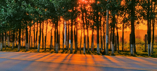 树林-光线-美景-夕阳-自然 图片素材