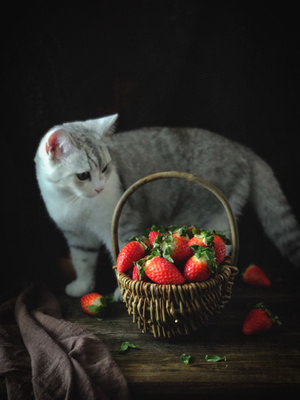 我要上封面-水果-竹籃-动物-猫 图片素材