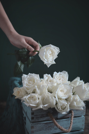 植物-静物拍攝-花-白色玫瑰-我要上封面 图片素材