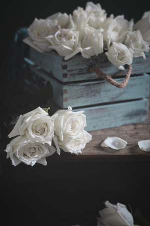 植物-静物拍攝-花-白色玫瑰-我要上封面 图片素材