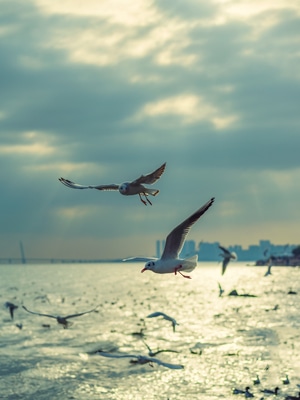 候鸟-海鸥-候鸟-海鸥-鸟 图片素材
