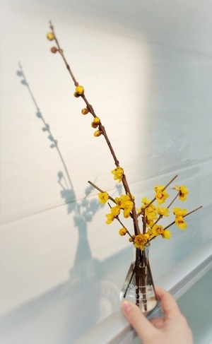 你好2020-手机拍摄-追光逐影-花-花朵 图片素材