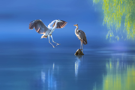 鸟类-自然-野生动物-蓝调世界-水面 图片素材