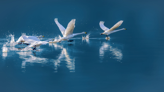 鸟类-野生动物-自然-水面-蓝调世界 图片素材