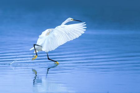 鸟类-野生动物-有趣的瞬间-自然-水面 图片素材