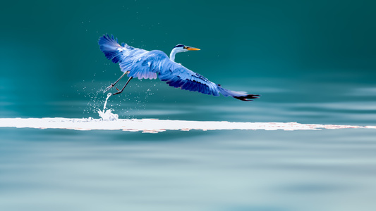 鸟类-自然-有趣的瞬间-野生动物-水面 图片素材