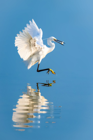 鸟类-野生动物-蓝调世界-水面-简约之美 图片素材