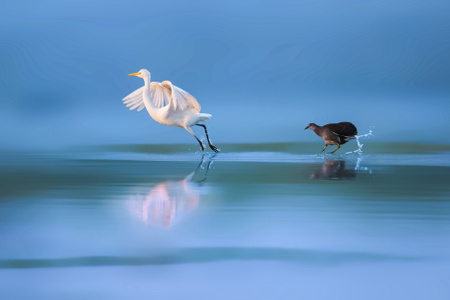 鸟类-自然-野生动物-水面-七工匠 图片素材