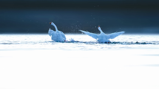 鸟类-动物-蓝调世界-水-水面 图片素材