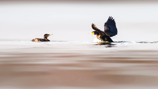 鸟类-野生动物-水禽-水面-有趣的瞬间 图片素材