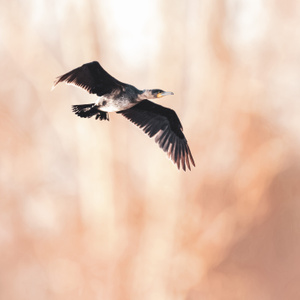 鸟类-自然-野生动物-有趣的瞬间-鸟类 图片素材