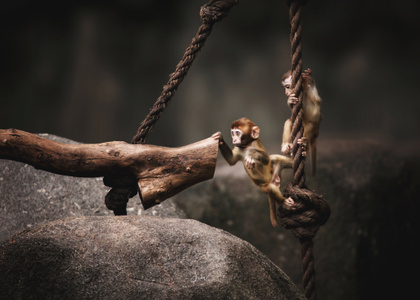 动物-动物园-写实-动物-猴子 图片素材