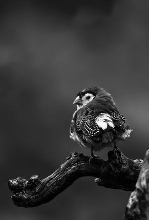 动物园-鸟类-鸟-生态摄影-鸟 图片素材