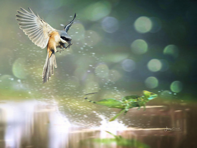 鸟-写实-生态摄影-野生动物-鸟类 图片素材