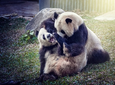 动物园-野生动物-创意摄影-熊猫-动物 图片素材