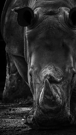 动物园-生态摄影-写实-动物-犀牛 图片素材