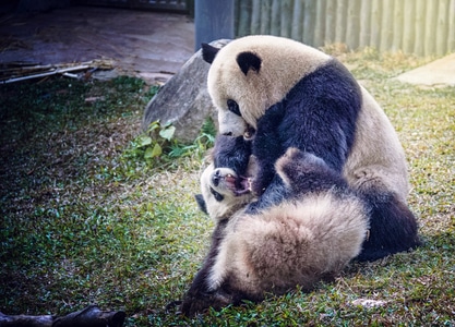 动物园-野生动物-创意摄影-熊猫-熊 图片素材