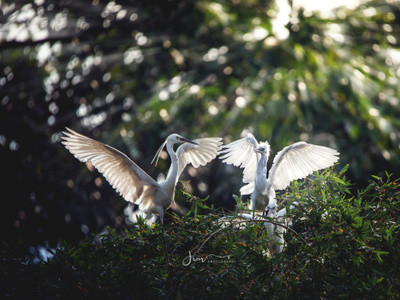 鸟类-野生动物-生态摄影-写实-鸟 图片素材