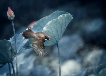 生态摄影-鸟类-鸟-七工匠-写实 图片素材