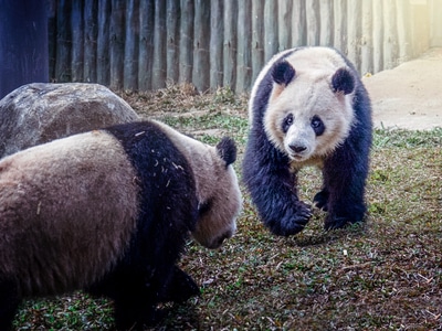 动物园-野生动物-创意摄影-熊猫-熊 图片素材