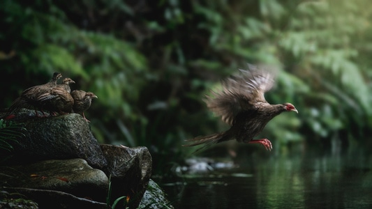 高速定格-像素首发-野生动物-生态摄影-夏季 图片素材
