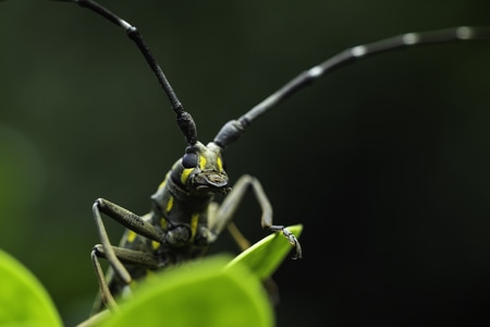 自然-昆虫-微距-佳能-昆虫 图片素材