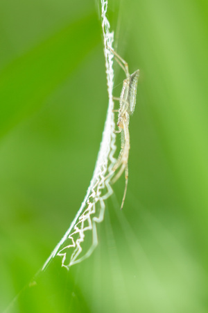 自然-绿色-佳能-蜘蛛-微距 图片素材