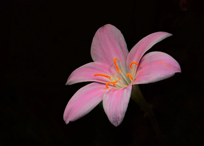 黑色背景-特写-微距-花-花朵 图片素材