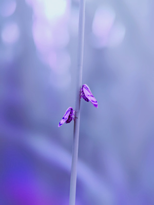 原创-微距-萌虫-腊蝉-节肢动物 图片素材