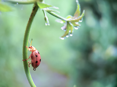 微距-萌虫-植物-原创-昆虫 图片素材