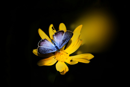 蝴蝶-植物-深秋-昆虫-蝴蝶 图片素材