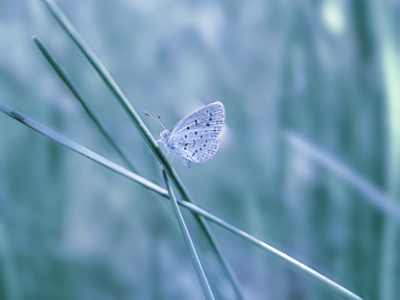 微距-植物-原创-萌虫-小灰蝶 图片素材