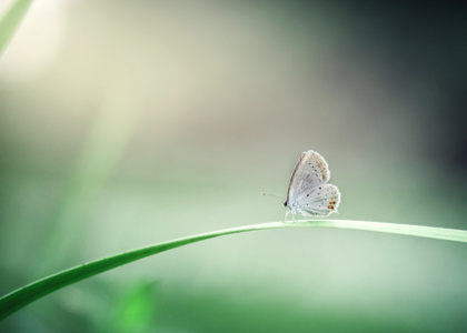 萌虫-微距-自然-蝴蝶-蝴蝶 图片素材