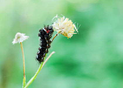 原创-萌虫-微距-昆虫-毛毛虫 图片素材