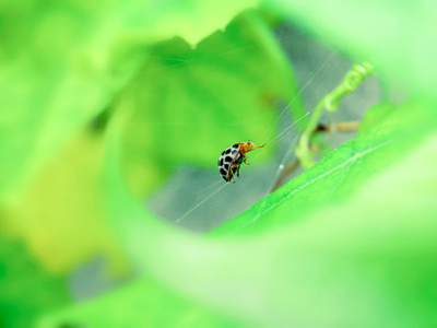 原创-萌虫-瓢虫-植物-瓢虫 图片素材