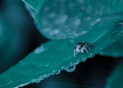 自然-微距-萌虫-原创-蜘蛛 图片素材