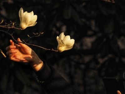 三月-公园-白玉兰-李花-花 图片素材