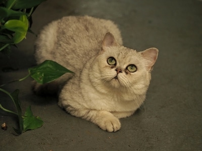 我的六月-宠物-野猫-猫-小猫 图片素材