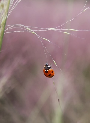 手机摄影-有趣的瞬间-昆虫-微距-自然 图片素材