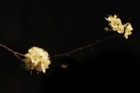三月-公园-白玉兰-李花-花 图片素材