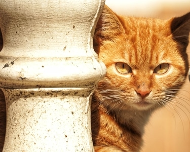 你好2020-三月-喵星人-猫-猫咪 图片素材