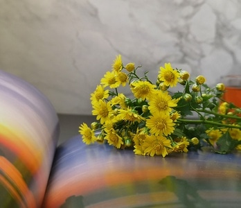 色彩-自然-手机摄影-静物-花卉 图片素材