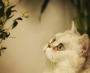 我的六月-宠物-野猫-猫-小猫 图片素材