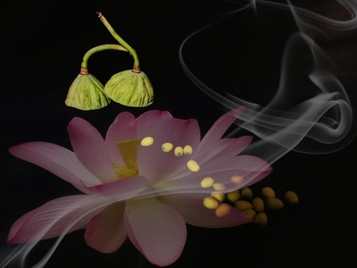 你好2020-三月-荷花-莲蓬-莲子 图片素材