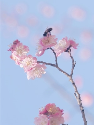 三月-你好2020-花-红梅-色彩 图片素材