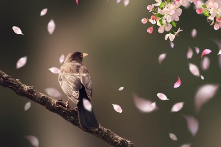 鸟-三月-风光-花-公园 图片素材