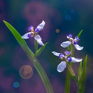 花卉-小而美-花-花朵-花卉 图片素材